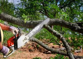 Best Stump Grinding and Removal  in USA